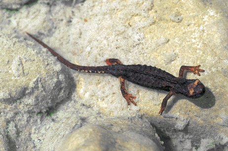 Triturus alpestris apuanus,ora Ichthyosaura alpestris apuana